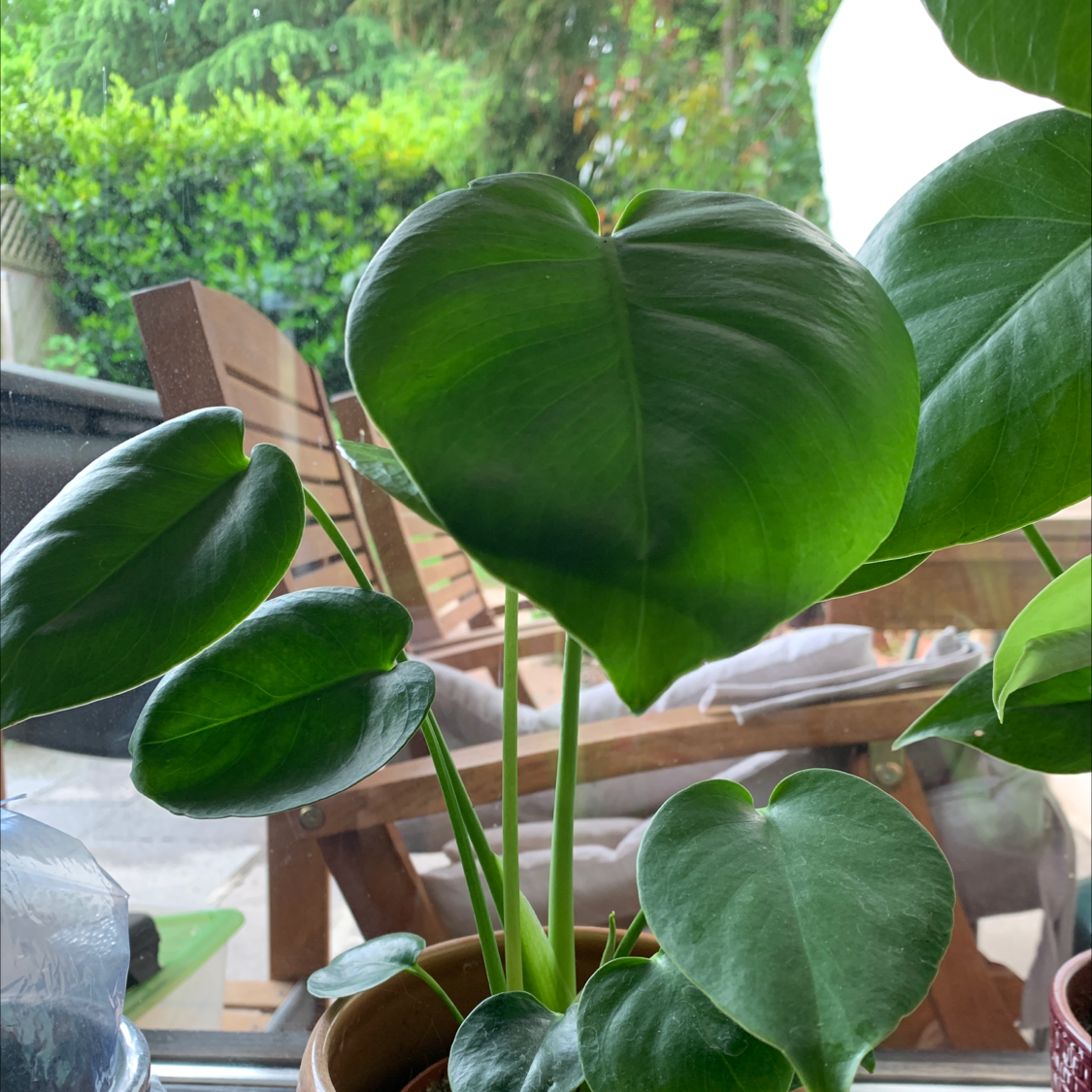 Monstera plant photo by Martina named Monstera on Greg, the plant care app.