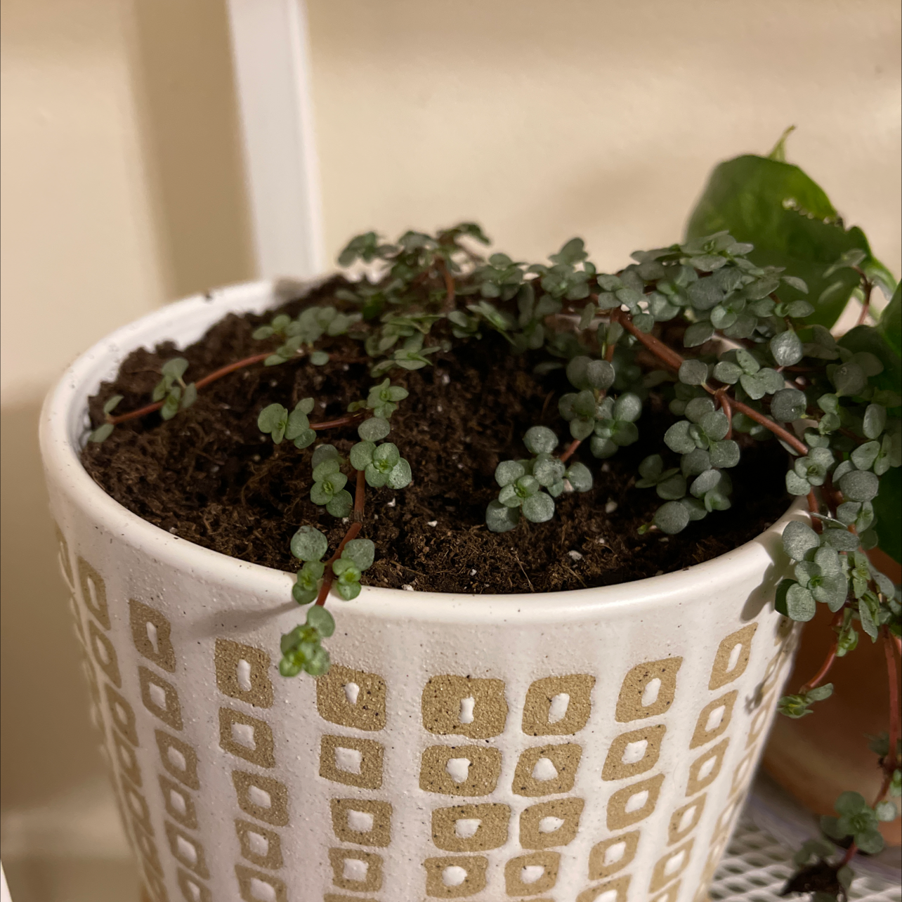 Pilea 'Aquamarine' plant in a decorative pot with visible soil and healthy foliage.