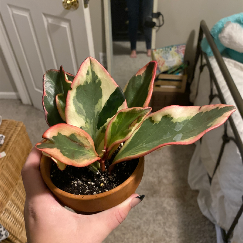 Jelly Plant with variegated leaves held by a hand, soil visible.
