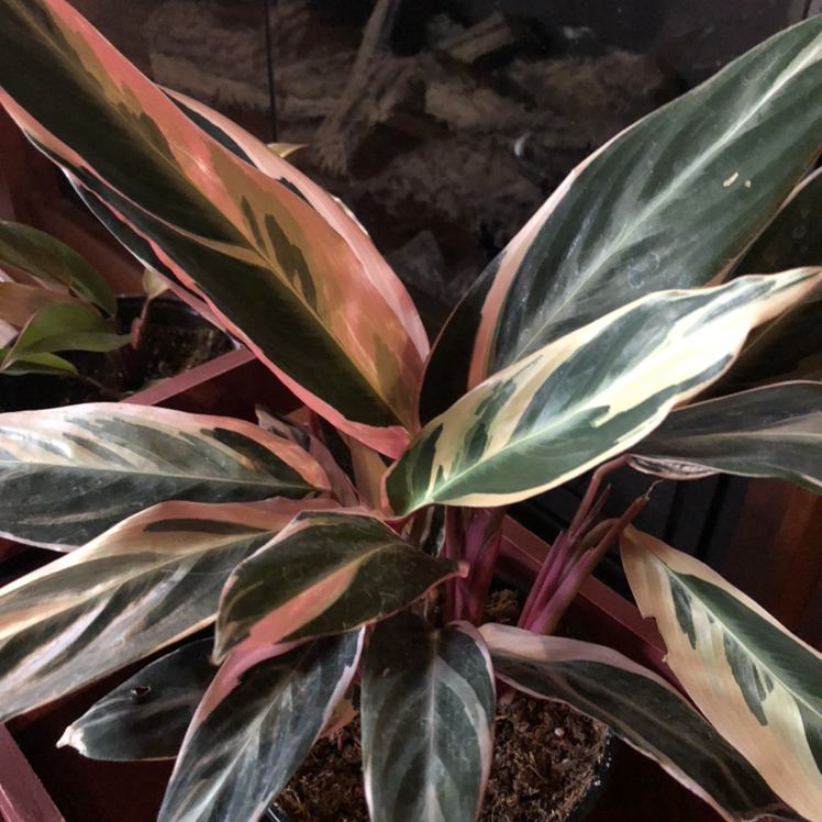 Never Never Plant with variegated green, pink, and cream leaves in a pot.