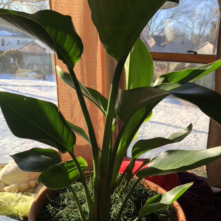 Healthy White Bird of Paradise plant with large, glossy, dark green leaves in a well-lit room.