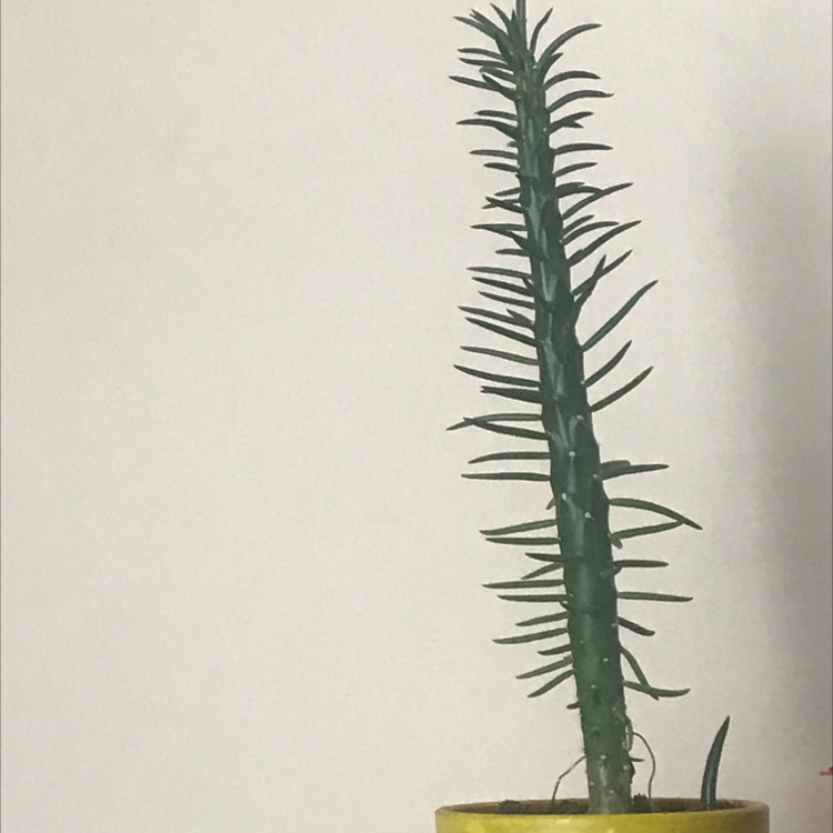Eve's Needle Cactus plant photo by @shaylahmae named Rocky on Greg, the plant care app.