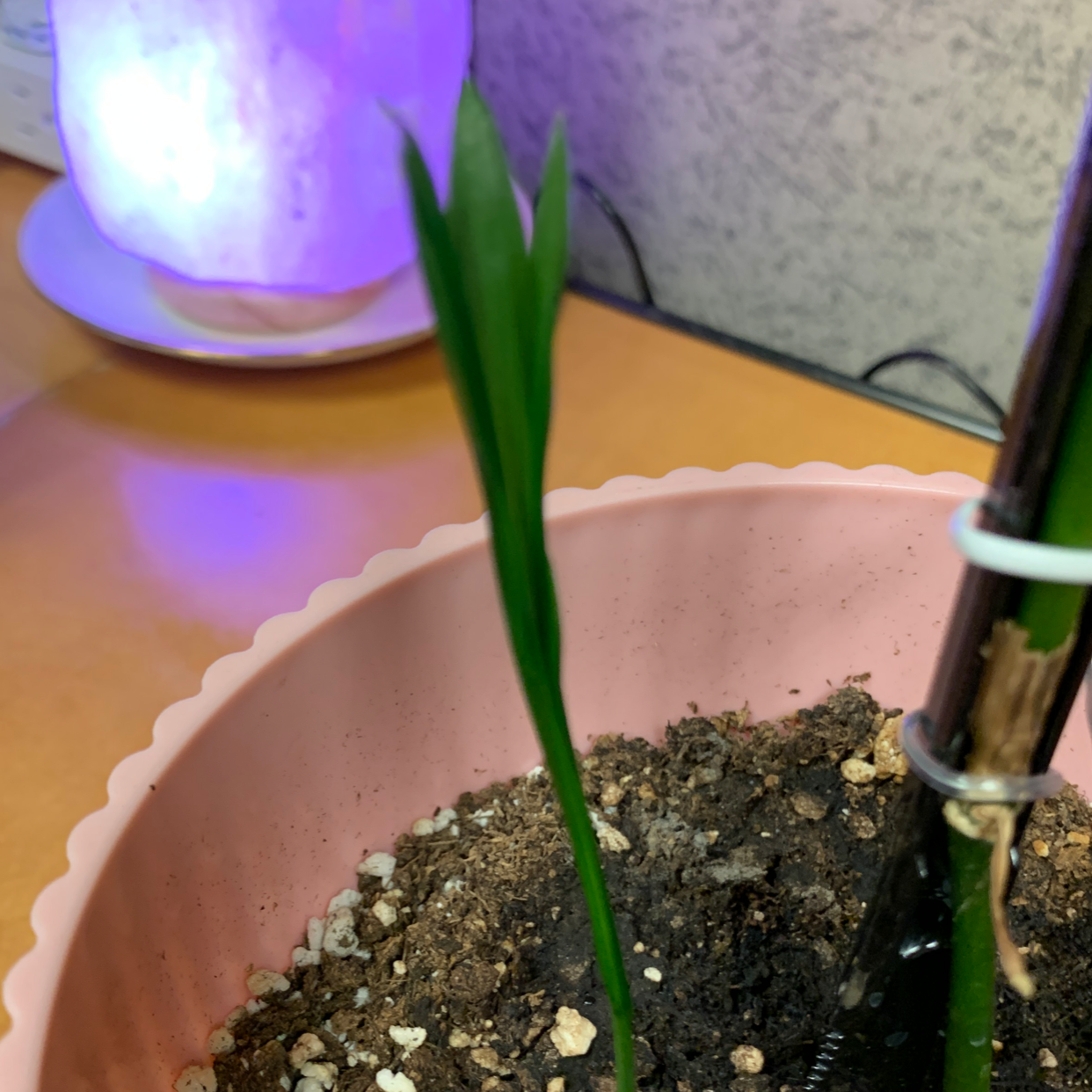 Photo of the plant species Fountain Palm by @pLAntbased named Chance on Greg, the plant care app