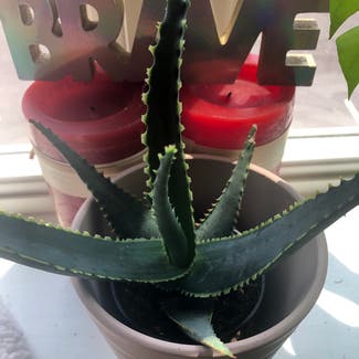Aloe Vera plant in Pennsauken Township, New Jersey