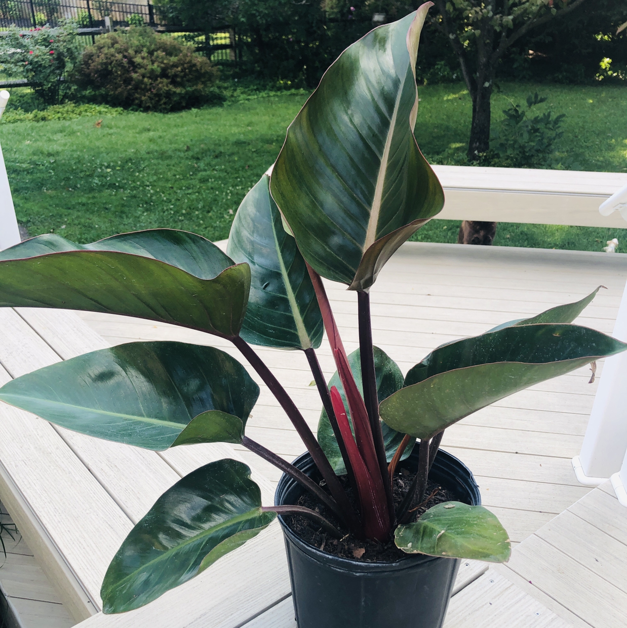 Photo of the plant species Philodendron 'Red Congo' by Donna named Phil on Greg, the plant care app