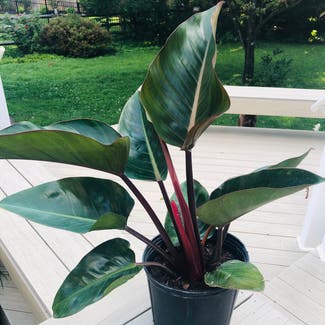 Philodendron 'Red Congo' plant in Pennsauken Township, New Jersey