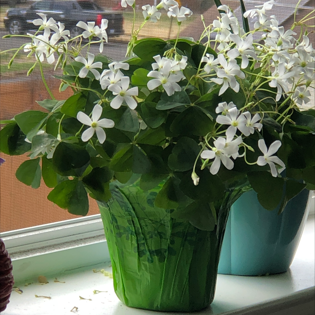 Photo of the plant species Common Yellow Woodsorrel by Donna named Lucky on Greg, the plant care app