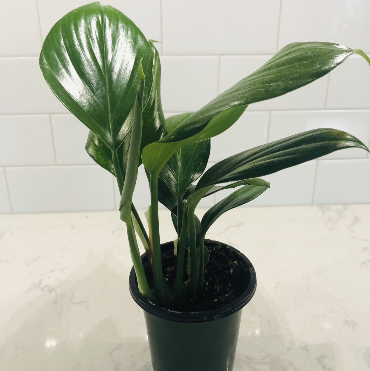 Photo of the plant species Rhaphidophora decursiva by Donna named Dee on Greg, the plant care app