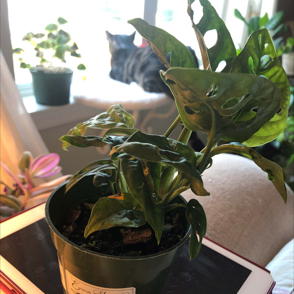 Swiss Cheese Vine plant photo by Donna named Cheesy on Greg, the plant care app.