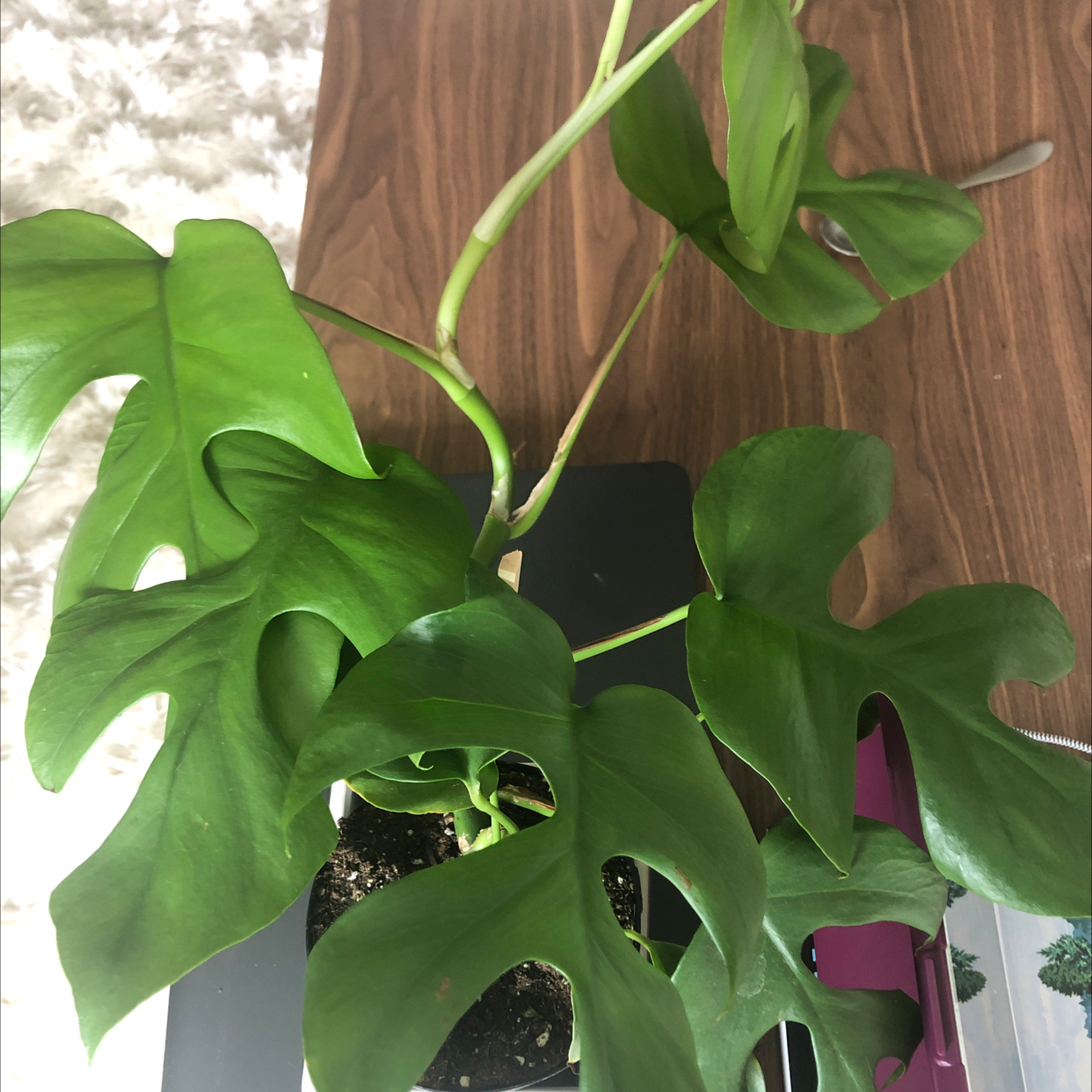 Mini Monstera plant photo by Donna named Forky on Greg, the plant care app.