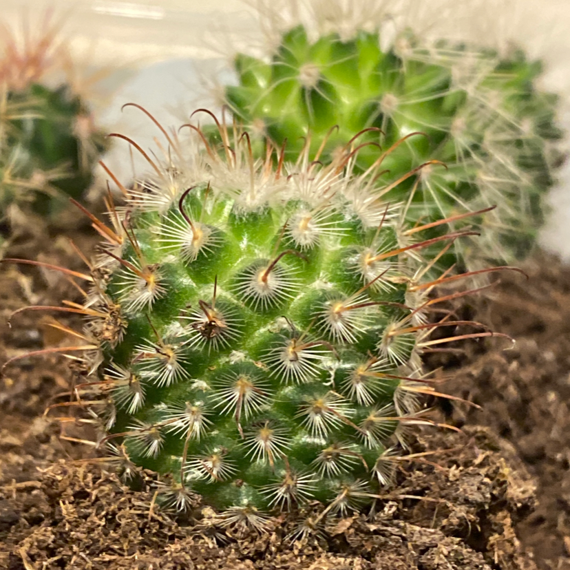 Come Coltivare Le Mammillarie - Le Piante Grasse - La Mammillarie