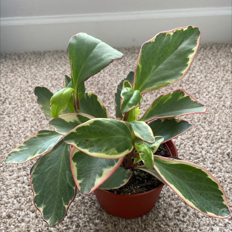 Peperomia 'Ginny' plant in a small pot with healthy variegated leaves.