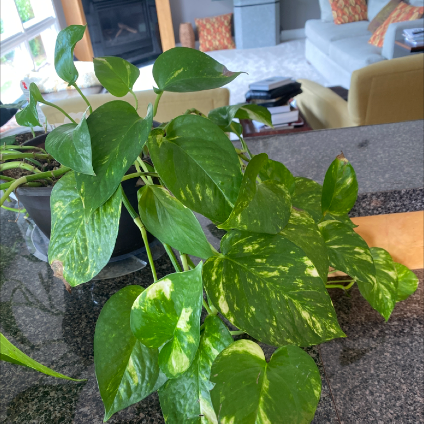 Taro Vine plant photo by @legitmarisa named Lilith on Greg, the plant care app.