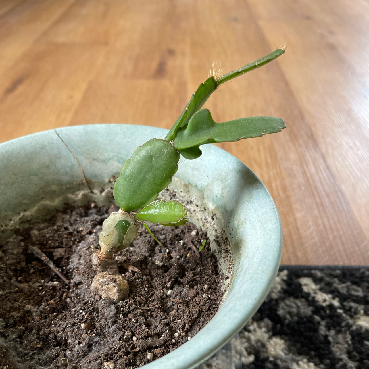 Potted true Christmas Cactus with segmented green leaves in dry soil.