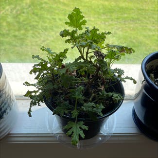 Sweet Scented Geranium plant in Somewhere on Earth