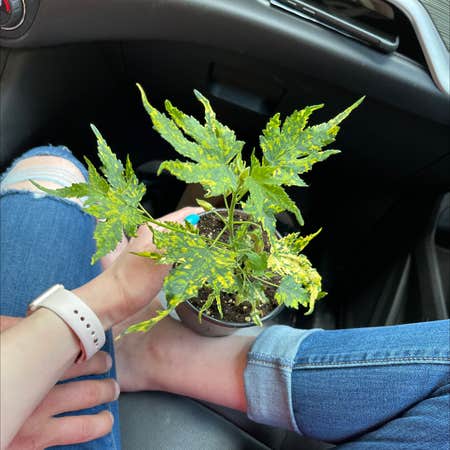 Photo of the plant species Silverleaf Maple by @Rach named Foxxy on Greg, the plant care app