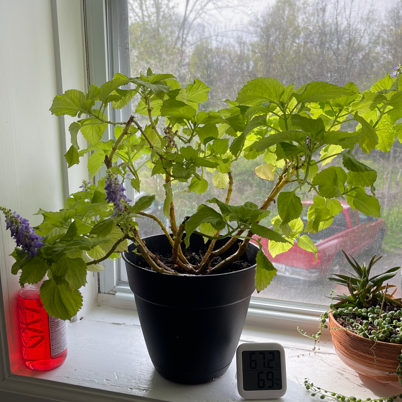 Photo of the plant species Coleus 'Wizard Golden' by @Rach named Sol on Greg, the plant care app