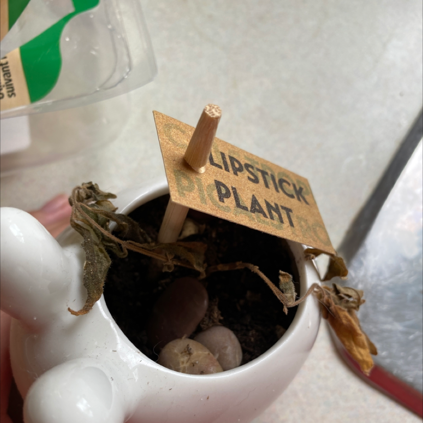 Photo of the plant species Lipstick Plant by @junopup named Amelia on Greg, the plant care app