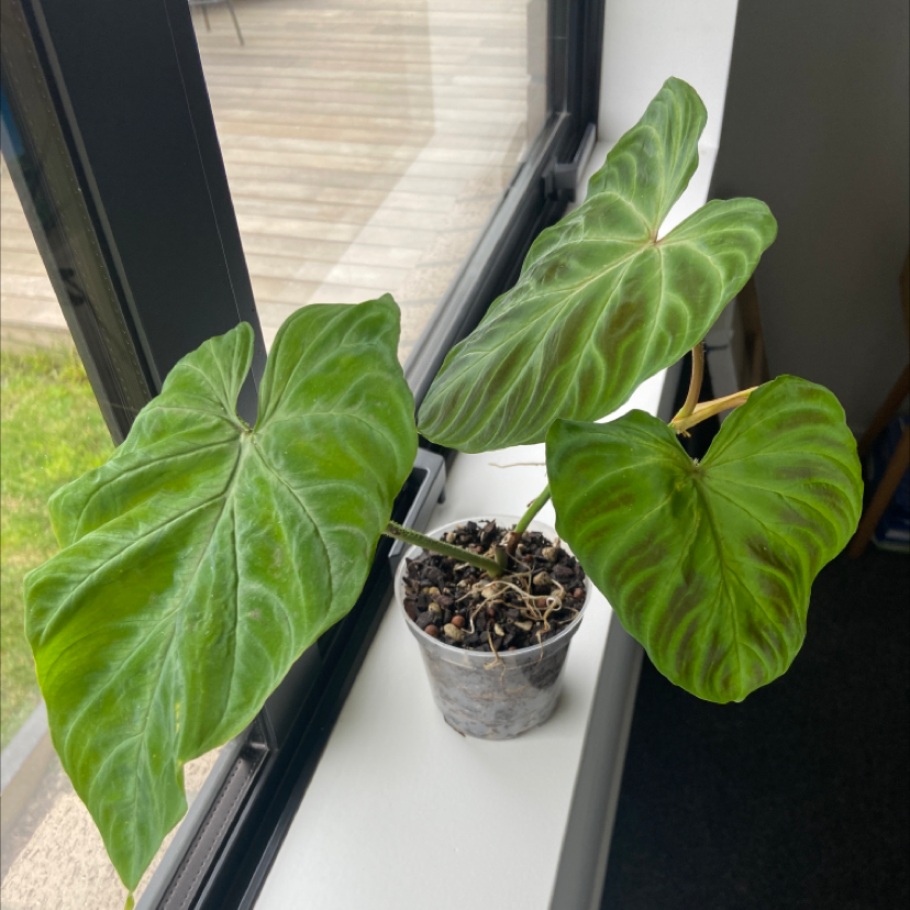 Potted Ecuador Philodendron with large green leaves near a window.