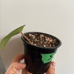 Raindrop Peperomia plant