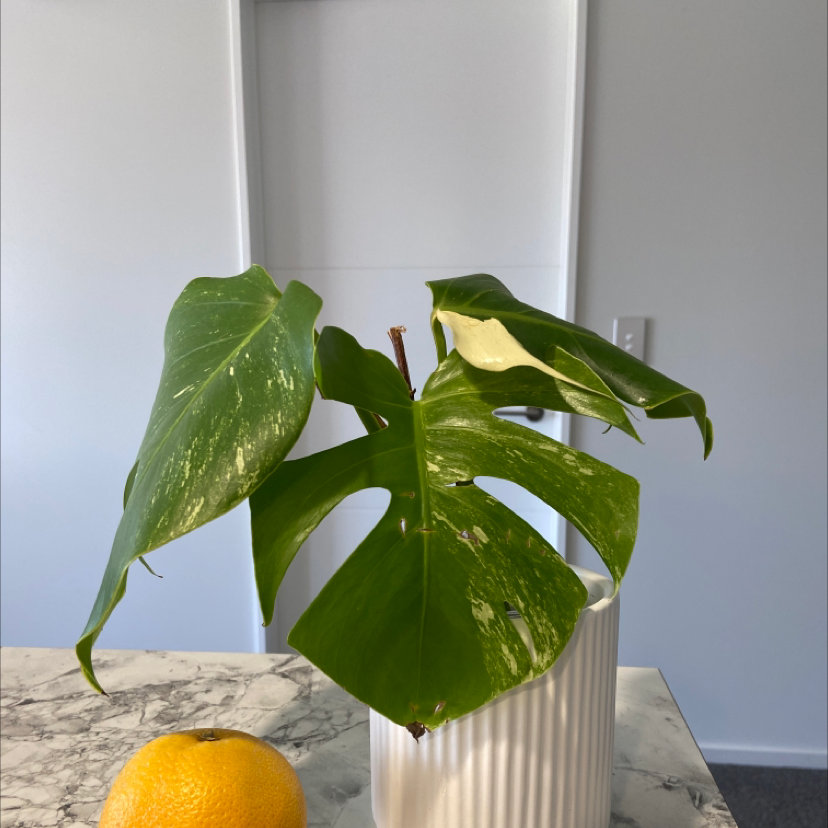 Monstera 'Albo' plant in a white pot on a marble surface with an orange fruit next to it.