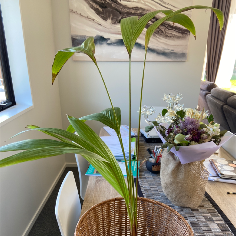 Bungalow Palm plant in a wicker basket on a table with some leaf browning.