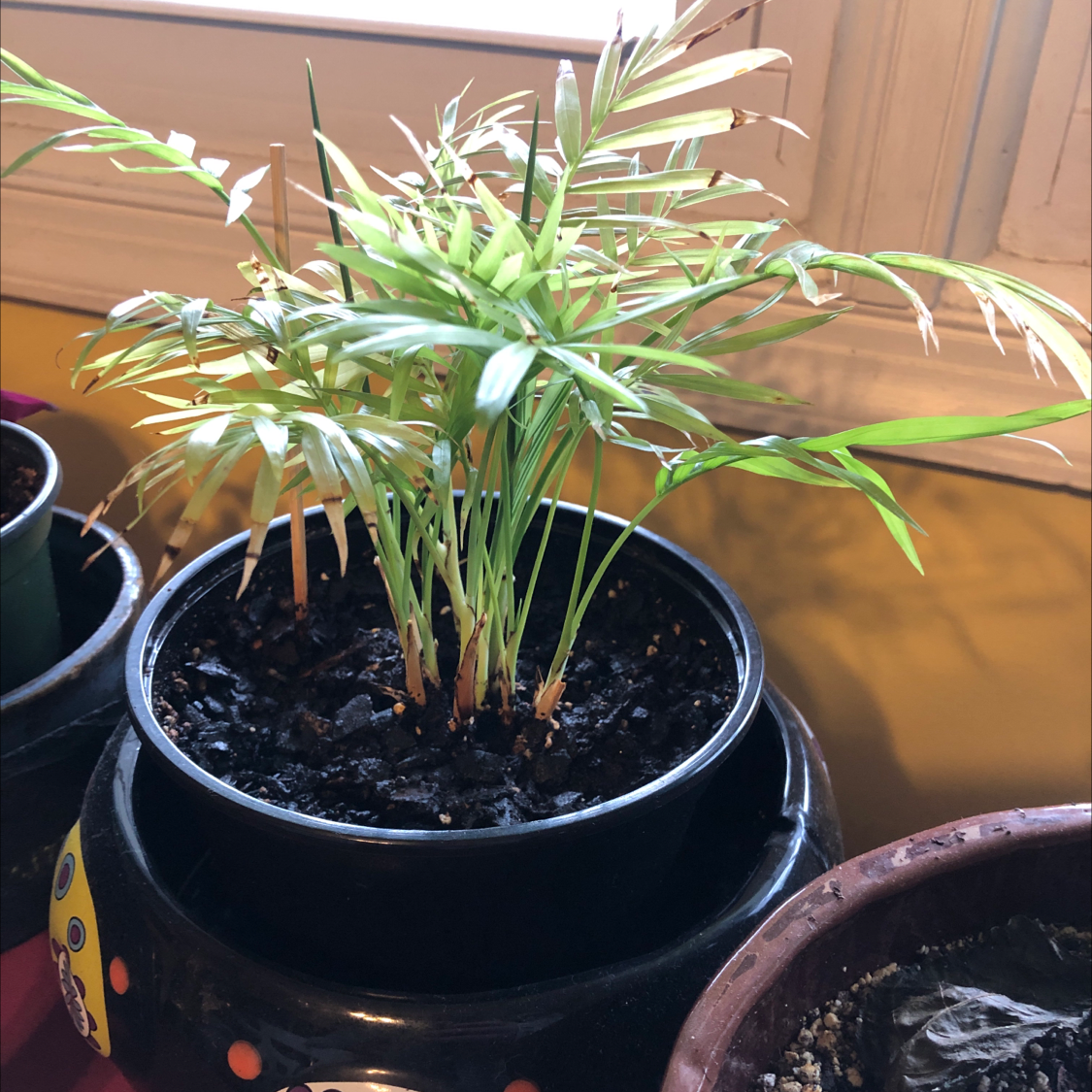 Healthy parlour palm with lush green foliage in a colorful black pot, soil visible.