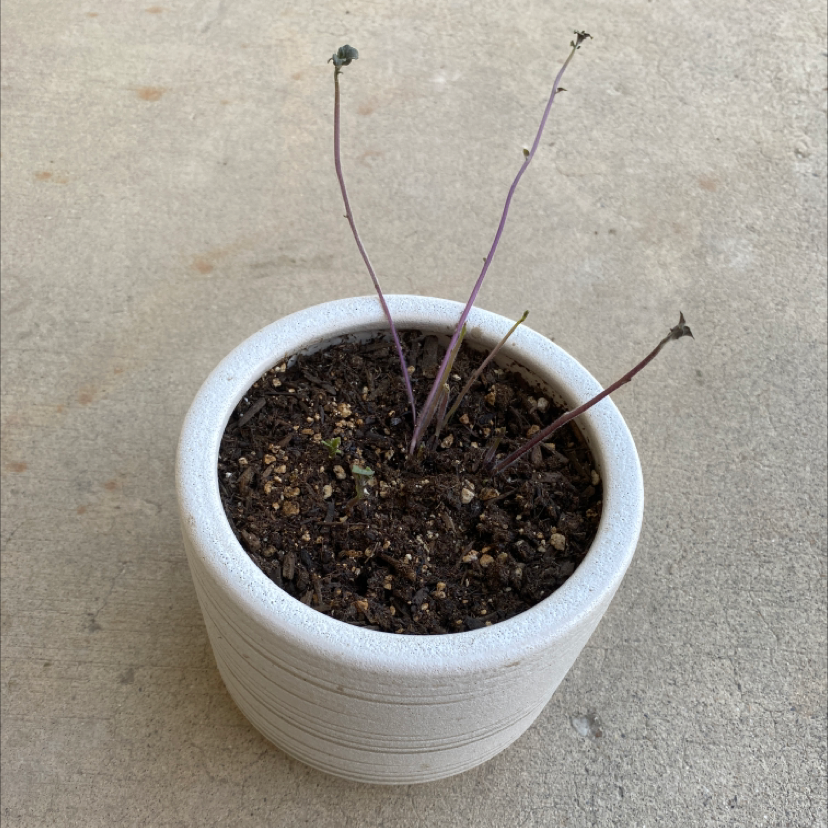 Potato plant photo by Megan named potato boy on Greg, the plant care app.