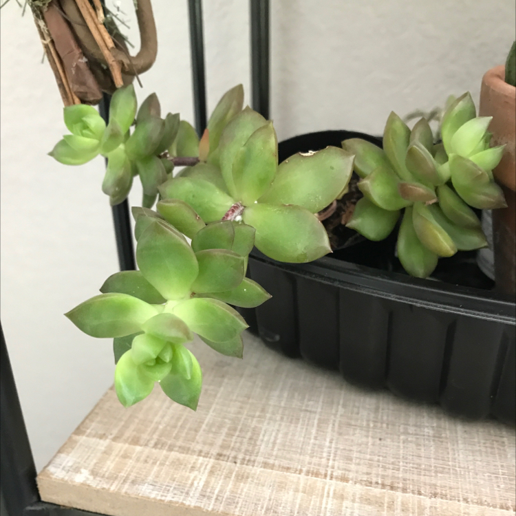 Sedum adolphi 'Golden Glow' plant photo by @Lilliana named Edmund on Greg, the plant care app.