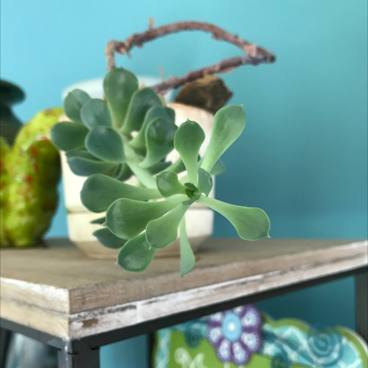 Curly Jade Succulent plant photo by @Lilliana named Bones🦴 on Greg, the plant care app.