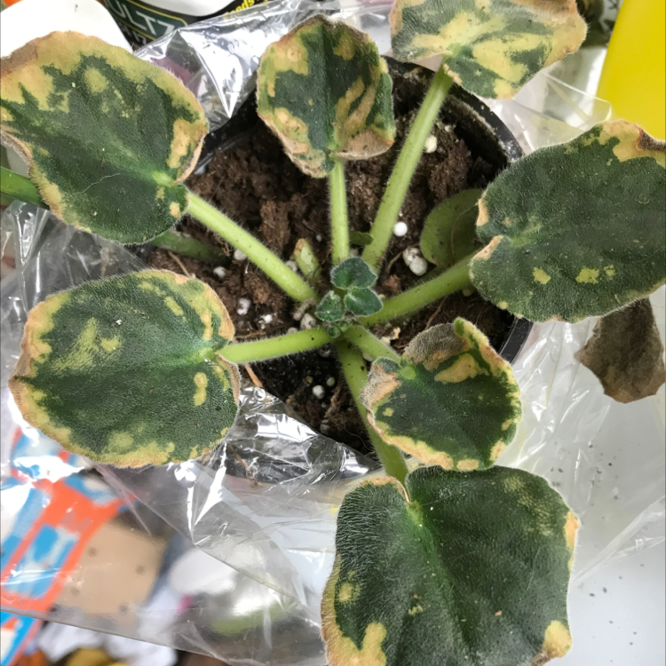 African Violet plant photo by @Lilliana named Ferdinand on Greg, the plant care app.