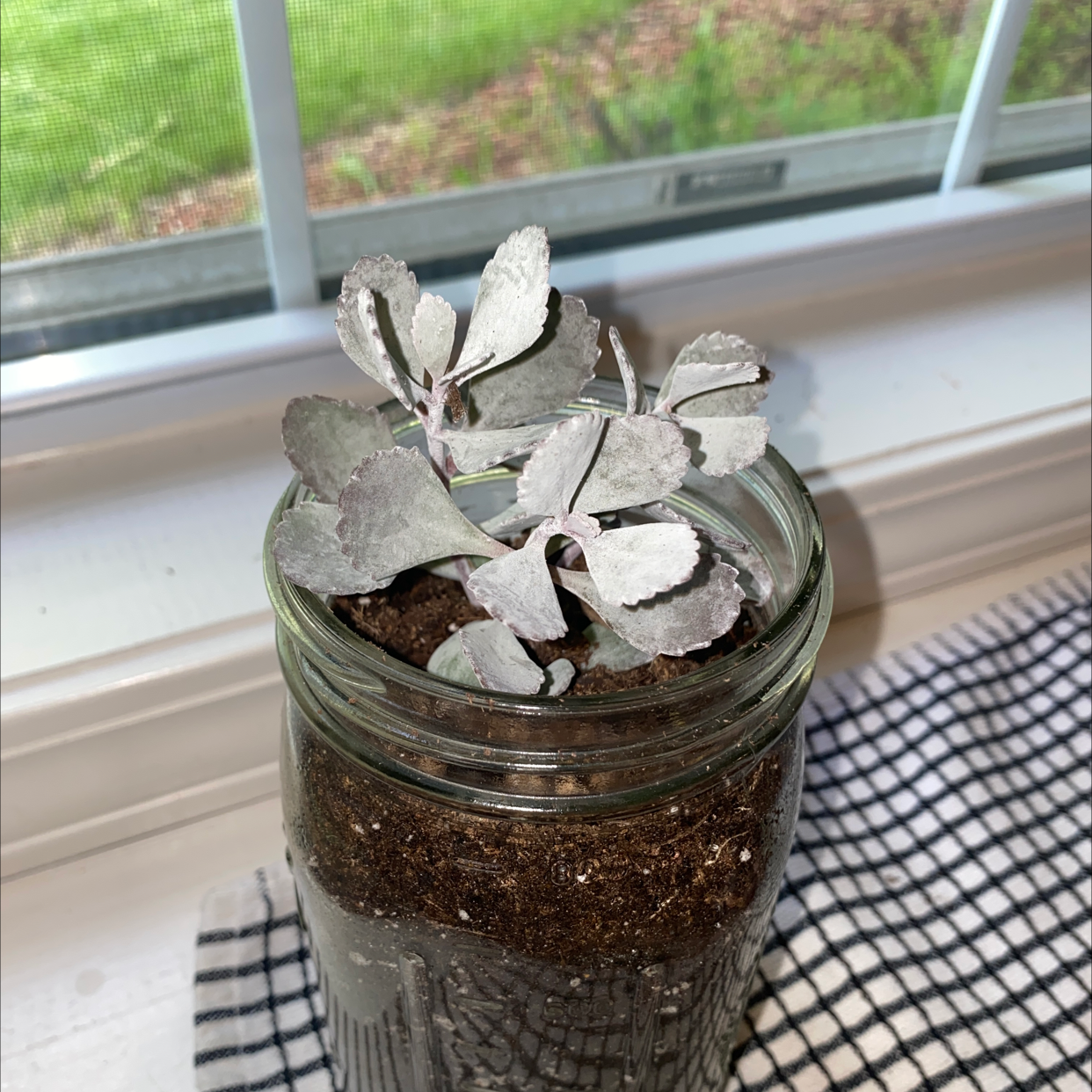 Photo of the plant species Flower Dust Plant by @hiyamya named T’Challa on Greg, the plant care app