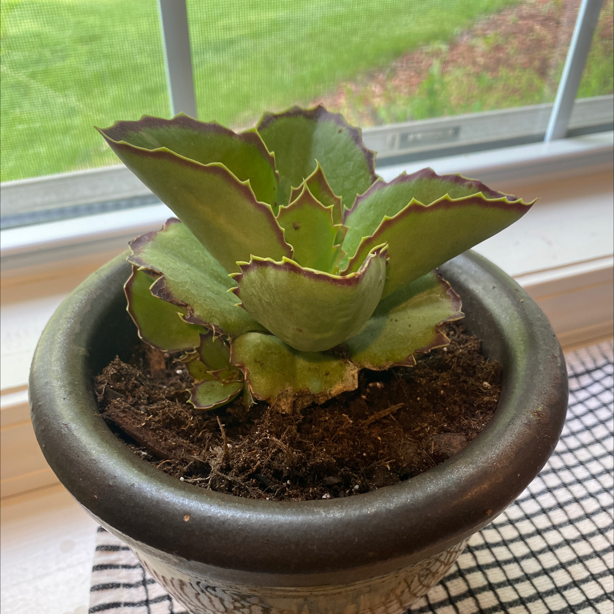Butterfly Agave plant in a pot near a window, healthy with visible soil.