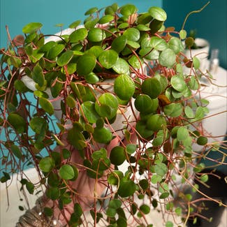 Peperomia 'Ruby Cascade' plant in Somewhere on Earth