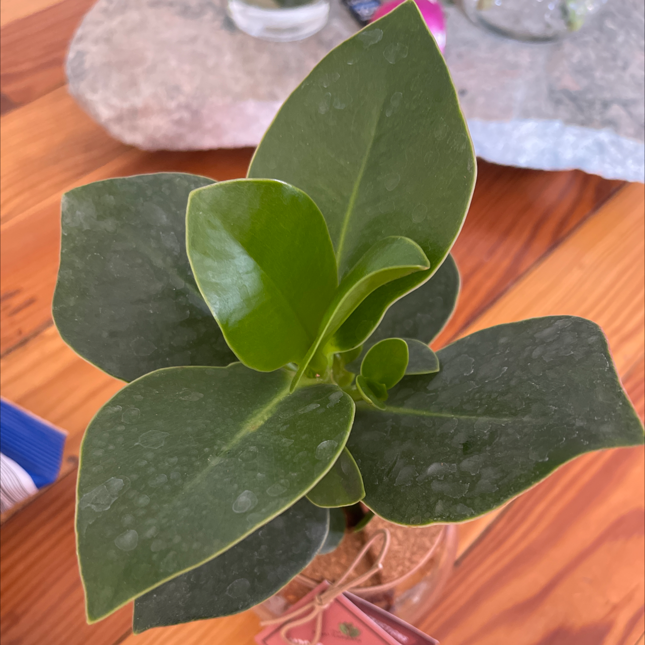Healthy Autograph Tree with glossy green leaves.