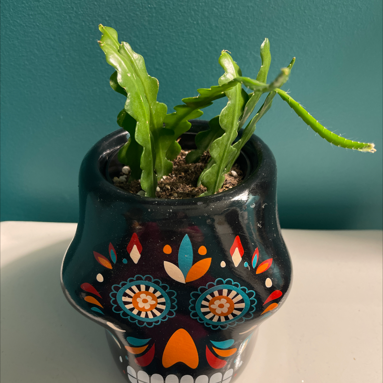 Fishbone Cactus in a decorative pot with visible soil, well-framed and in focus.