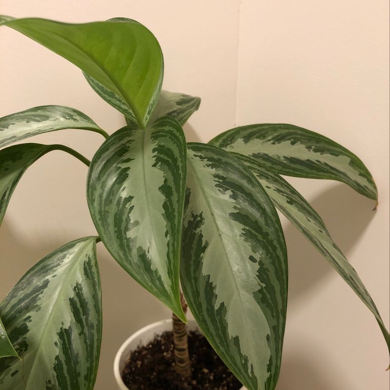 Healthy Chinese Evergreen plant with vibrant green, white and gray variegated leaves growing in dark soil.