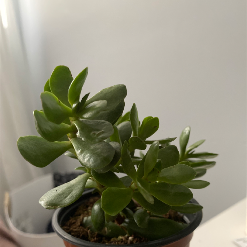 Healthy Two-Row Stonecrop succulent in a small pot with visible soil.