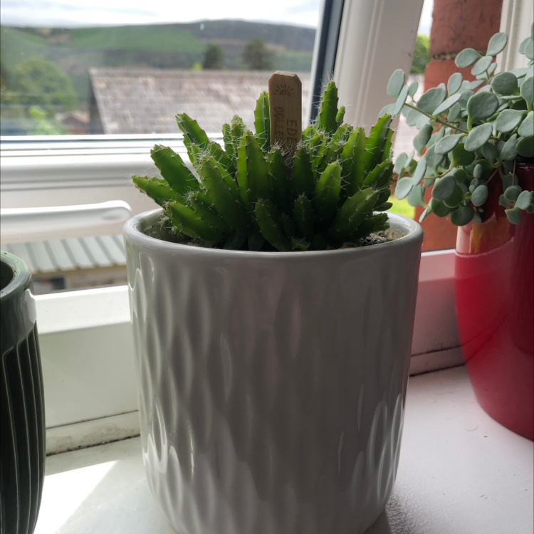 Photo of the plant species night-blooming cereus by Ian named Cactus boi on Greg, the plant care app