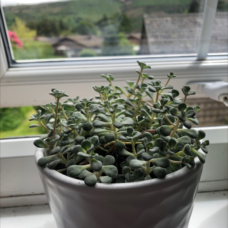 Photo of the plant species Purdy's Stonecrop by Ian named Green Boi on Greg, the plant care app