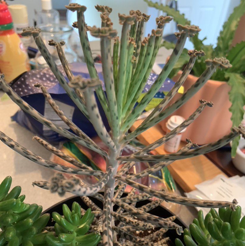 Mother of millions succulent plant with tall stems covered in small plantlets, narrow spotted leaves, growing indoors on a countertop.