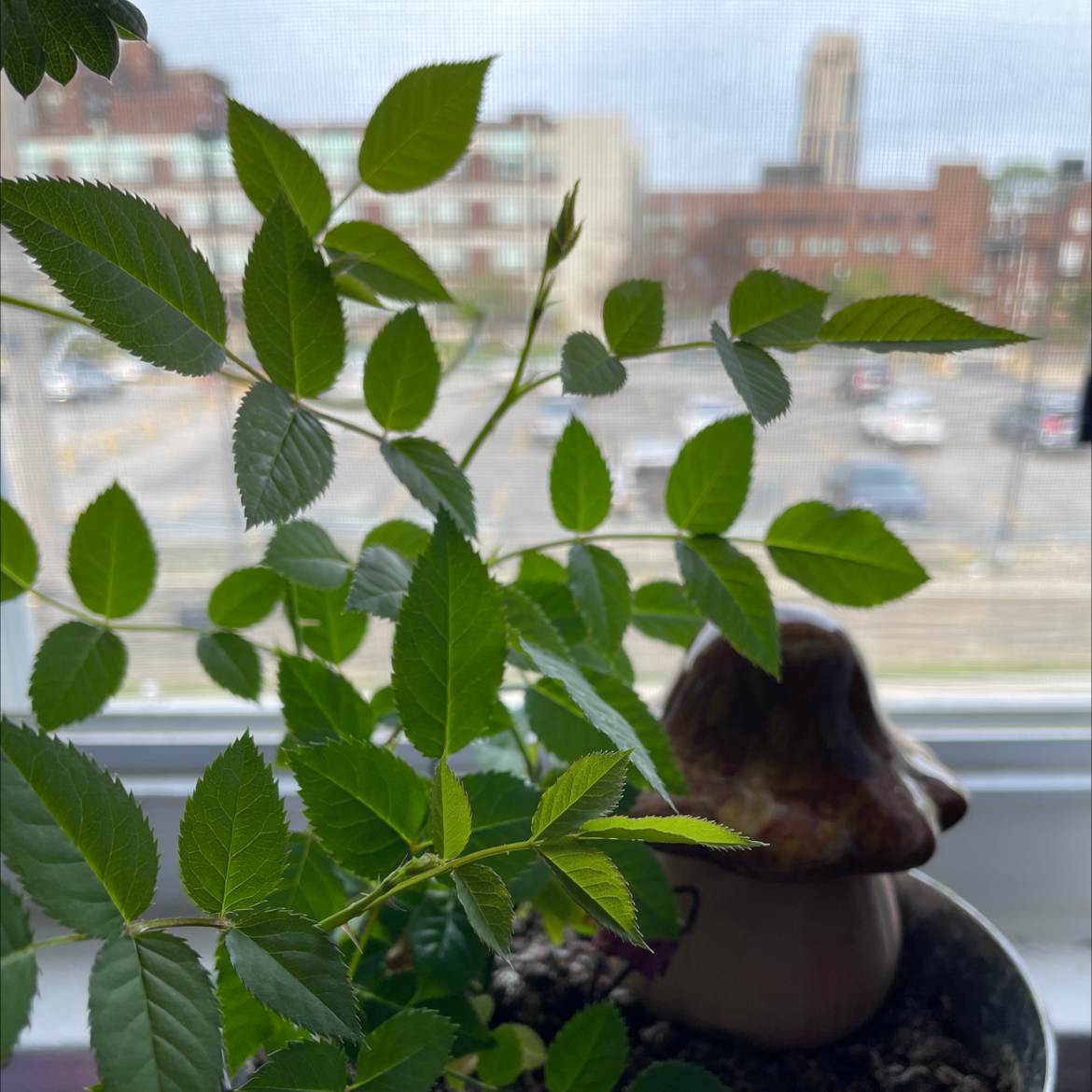 Dog Rose plant with healthy green leaves in a pot near a window with a cityscape background.