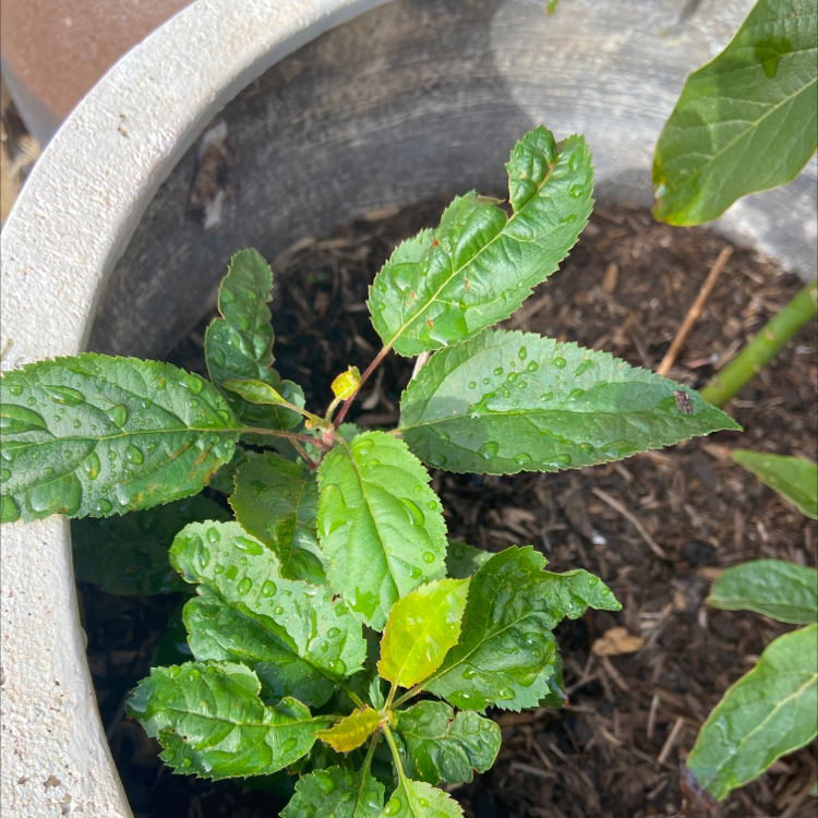 Young apple plant in a pot with visible soil and water droplets on leaves.