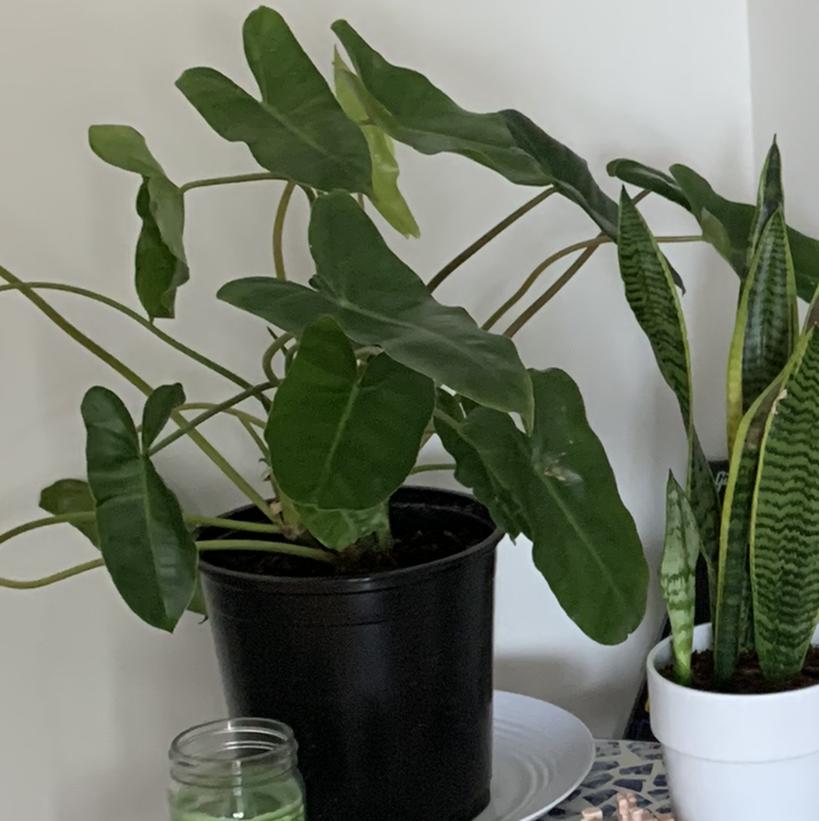 Philodendron melanochrysum x verrucosum plant with large green leaves in a black pot, another plant visible to the right.