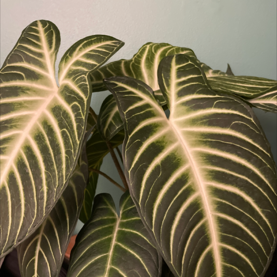 Caladium lindenii 'Magnificum' with prominent white veins on dark green leaves.
