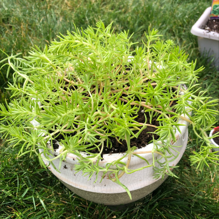 Healthy, bright green Moss Rose Purselane succulent plant growing in a ceramic pot, with a hand gently touching the dense foliage.