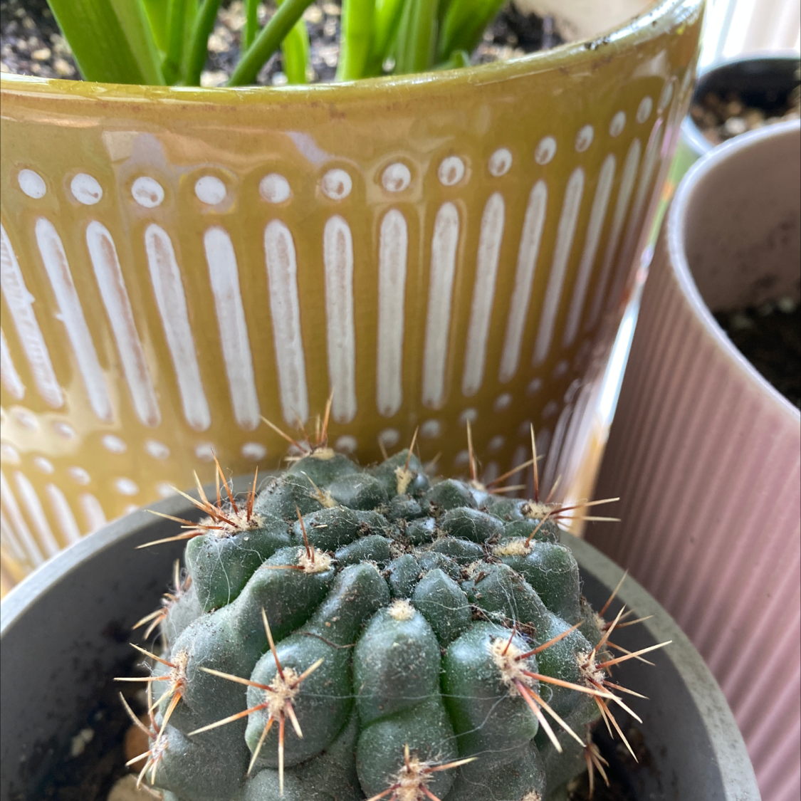 Turbinicarpus schmiedickeanus cactus in a pot with other potted plants in the background.