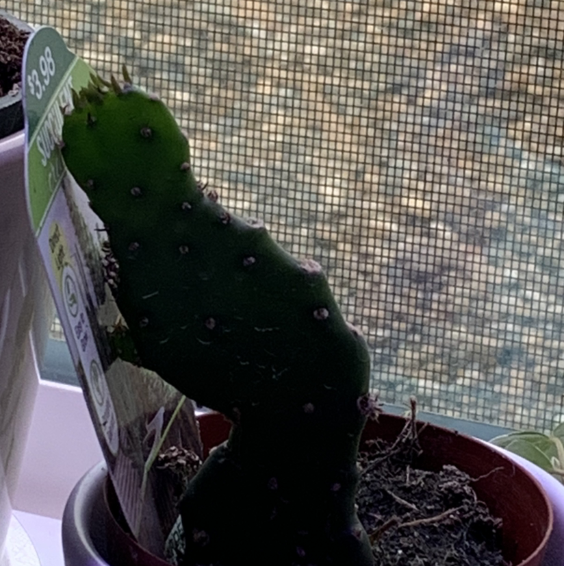 Brazilian Pricklypear cactus in a pot with visible soil and a price tag.
