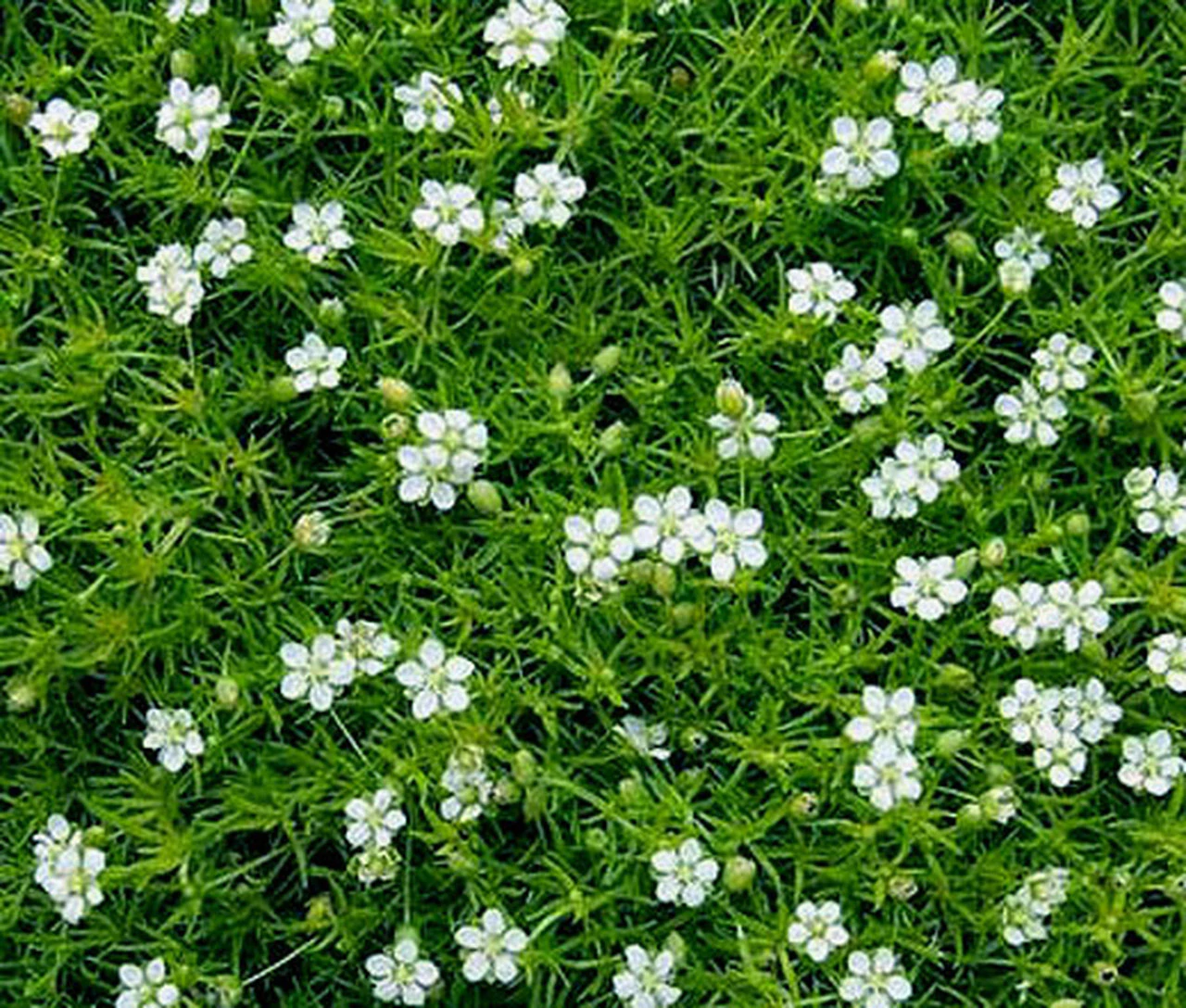 Plant care for Turkish Towel on Greg, the plant care app