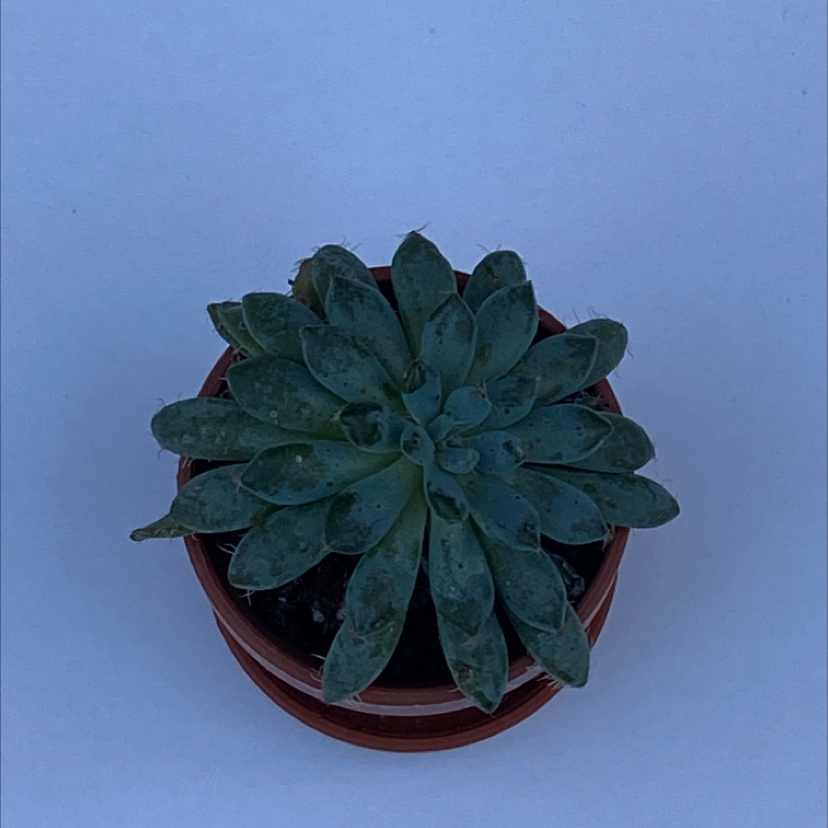 Lipstick Echeveria plant photo by @mjohnson named tiny on Greg, the plant care app.